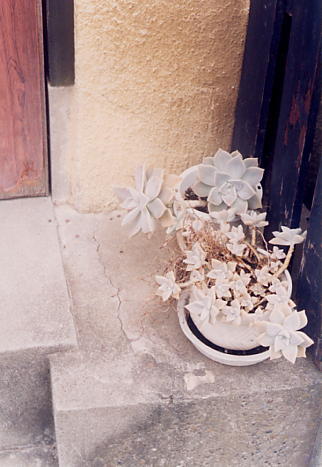 97mushi-hana2.jpg