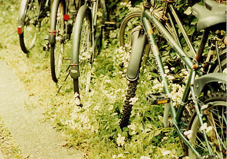 98midori3.jpg